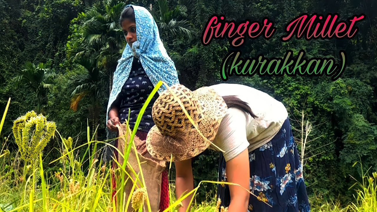Finger Millet(Ragi)! |Traditional Healthy Recipes! | Cooking Traditional Village Food | Village Girl Finger Millet(Ragi)! |Traditional Healthy Recipes! | Cooking Traditional Village Food | Village Girl