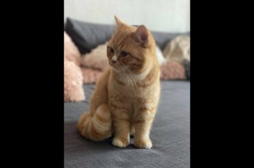 Best help in kitchen / British red cat / healthy recipes