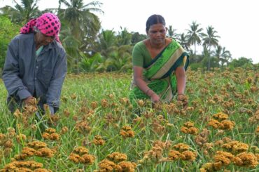Fresh!! Ragi Sweet Ball Recipe | Healthy Snacks Recipes | Village Cooking | Side Dish Recipes