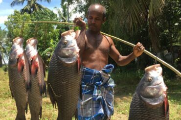Giant fish cutting and cooking/ Healthy lunch #cooking #villagecooking #villageshow