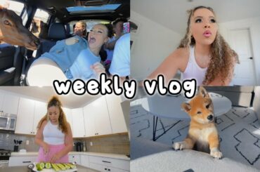 weekly vlog: drive thru zoo, house renovations, healthy dinner recipe + new puppy!?