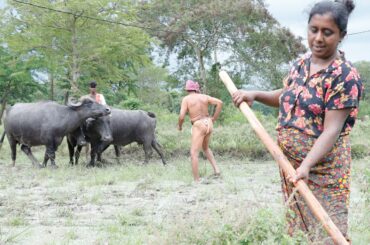 Lifestyle of our village people.-With a healthy village food recipe. .village kitchen recipe