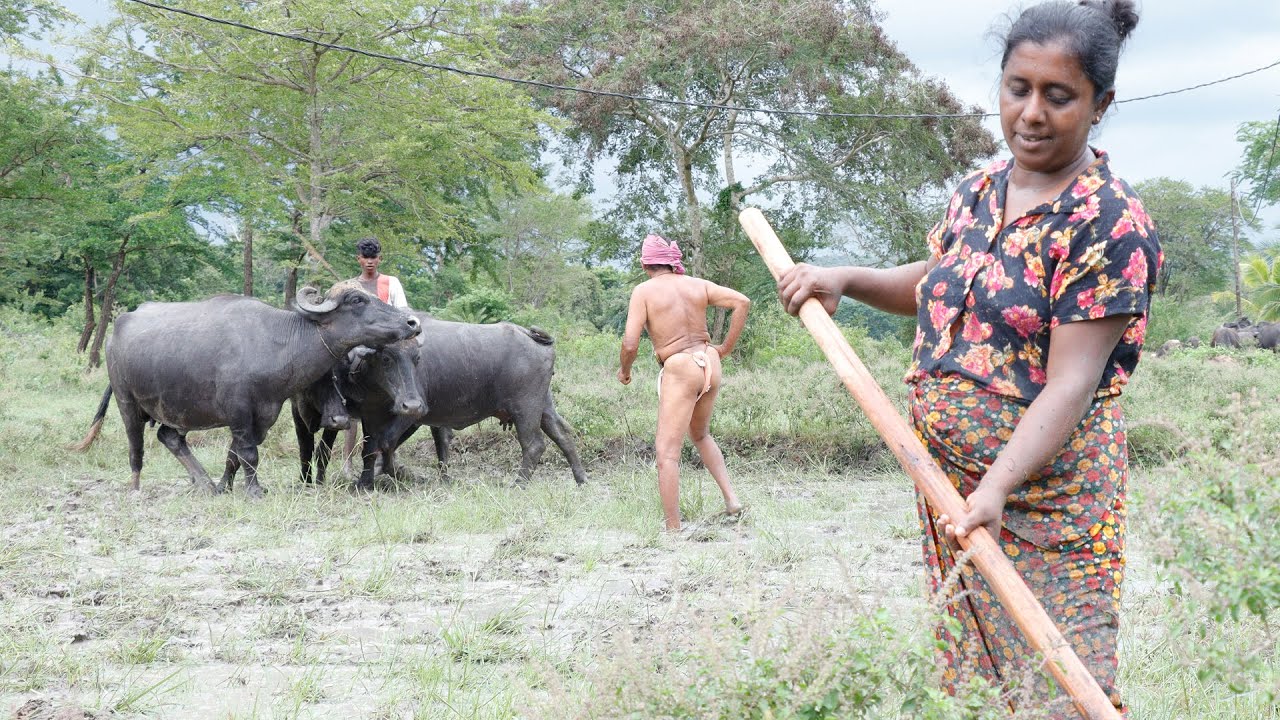 Lifestyle of our village people.-With a healthy village food recipe. .village kitchen recipe Lifestyle of our village people.-With a healthy village food recipe. .village kitchen recipe