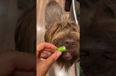 4-Ingredient Trader Joe's Harvest Pasta Recipe