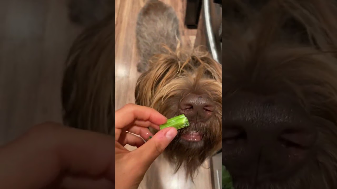 4-Ingredient Trader Joe's Harvest Pasta Recipe 4-Ingredient Trader Joe's Harvest Pasta Recipe