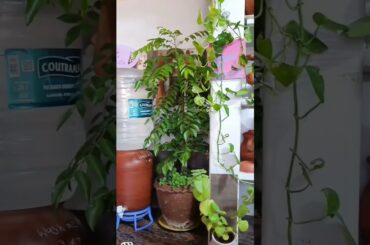 healthy eating |healthy food |healthy recipes |wait loss