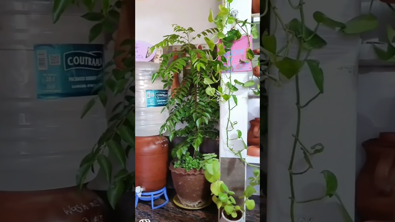 healthy eating |healthy food |healthy recipes |wait loss healthy eating |healthy food |healthy recipes |wait loss