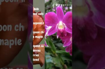 Low Calories Healthy Breakfast -Overnight Matcha Oats with Berries #shorts #healthyfood #lowcalorie