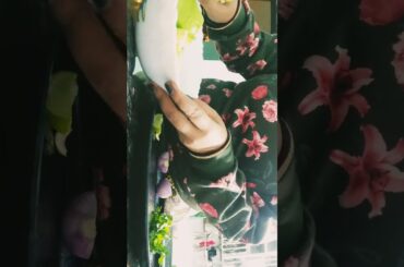 Avocado sandwich recipe! Easy sandwich in 10 minutes#healthy recipe#breakfast