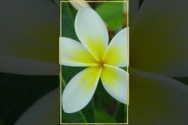 Low Calories Healthy Breakfast -Ricotta-Berry Crepes #shorts #healthyfood #lowcalorie