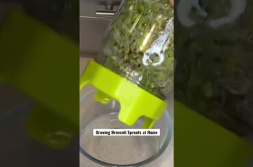 Easiest way to Grow Broccoli Sprouts at home #shorts #foryou #gardening