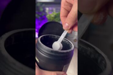 Fat loosing Protein spinach smoothie low calories, low fats