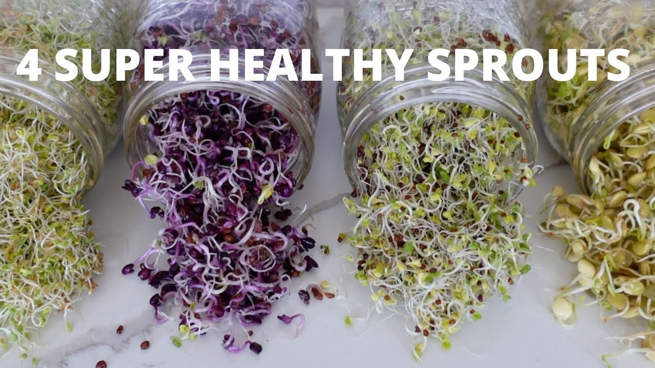 How To Grow Sprouts at Home | 4 Super Healthy Sprouts How To Grow Sprouts at Home | 4 Super Healthy Sprouts
