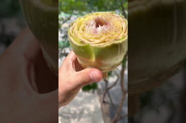 How to Cook Artichoke #food #healthy #recipes #cooking