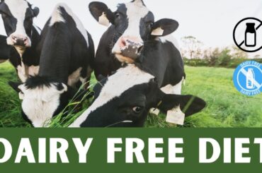 Best Dairy Free Recipes for Weight Loss | Weight Loss Diet