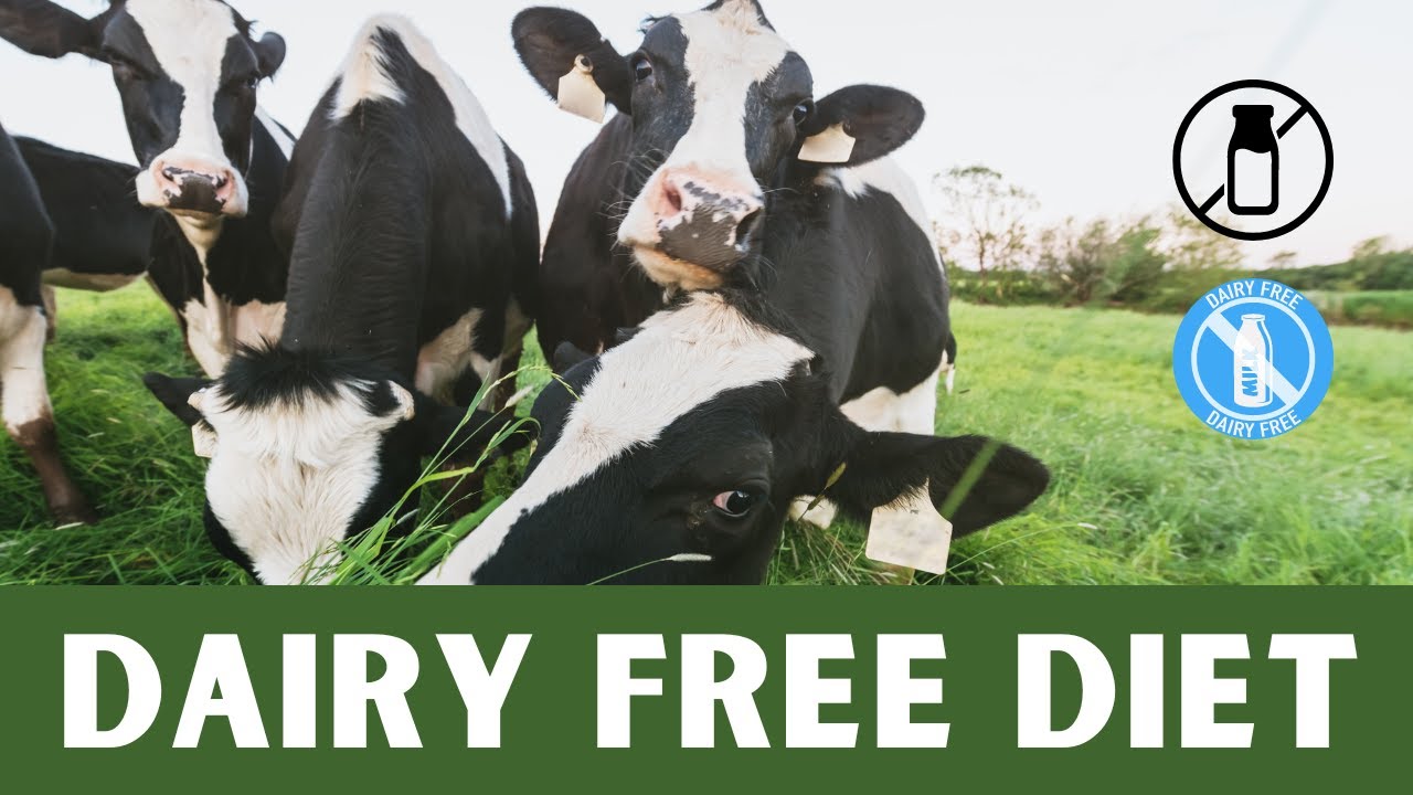 Best Dairy Free Recipes for Weight Loss | Weight Loss Diet Best Dairy Free Recipes for Weight Loss | Weight Loss Diet