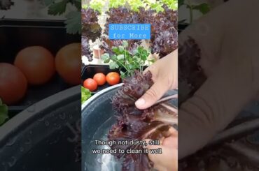 Lettuce Salad Recipe (Part 2) #salad #lettucesalad #saladlover #healthysalad #deliciousrecipe #veggi