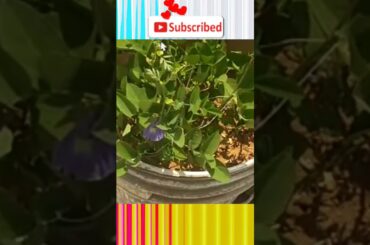 Lunch box recipe | Mini cooking real food | Pudina rice