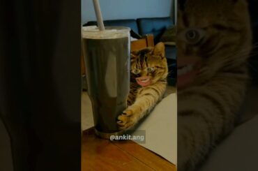 Mochi Cheese Sandwich Recipe It's a Japanese Flavour #YouTubeShorts #Shorts #Viral #SandwichRecipe