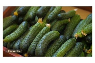 5 Quick & Healthy Low Calorie Meals For Weight Loss & Building Lean Muscle