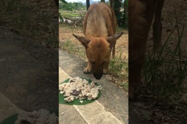 A healthy meal for street dogs #shorts #viral #trending #short #shortvideo