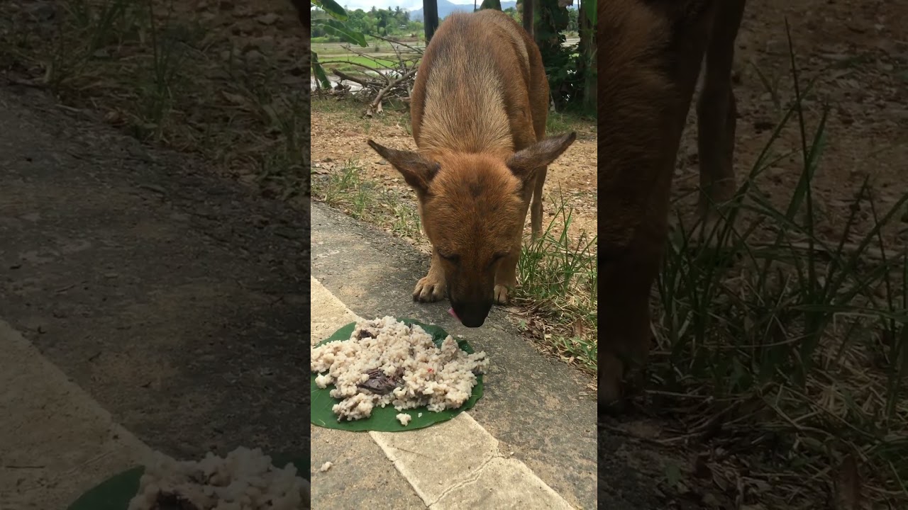 A healthy meal for street dogs #shorts #viral #trending #short #shortvideo A healthy meal for street dogs #shorts #viral #trending #short #shortvideo