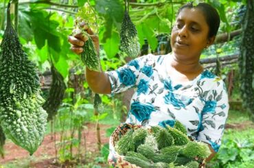 Three special bitter gourd recipes for healthy food meal  .village kitchen recipe.Sri Lanka foods