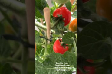 Simple Salad Recipes @ Six5 #easy #tasty #healthy #salad #tomatoes #snacks