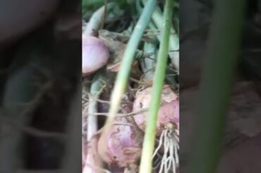 petani (farming)#shorts #shortsviral #trendingshorts