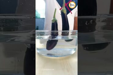 Crispy Air Fried Baingan. Healthy snack Recipe