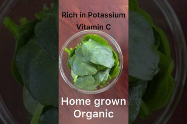 Healthy salad leaves-Malabar spinach