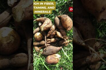 Do You Know Yacon Exploring the Health Benefits of this Sweet and Crunchy Root!