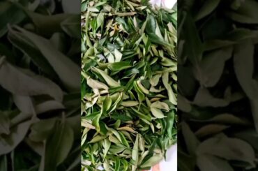 CURRY LEAVES RECIPES//HAIR GROWTH!!#SHORTS#HEALTHY