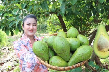 Pick Avocado and make it ripe - Yummy healthy Avocado recipes - Cooking with Sreypov