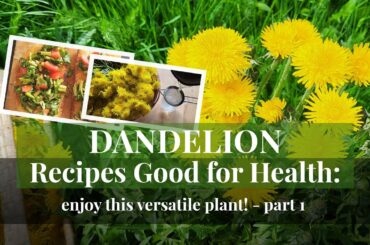Dandelion recipes good for health: enjoy this versatile plant! Part 1