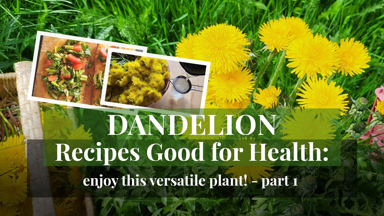 Dandelion recipes good for health: enjoy this versatile plant! Part 1 Dandelion recipes good for health: enjoy this versatile plant! Part 1