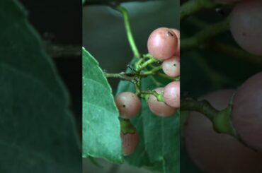 Gunda na fayda #shotrs #ytshort #healthy #summerfood #food #recipe #knowledge #janiajanivato #viral