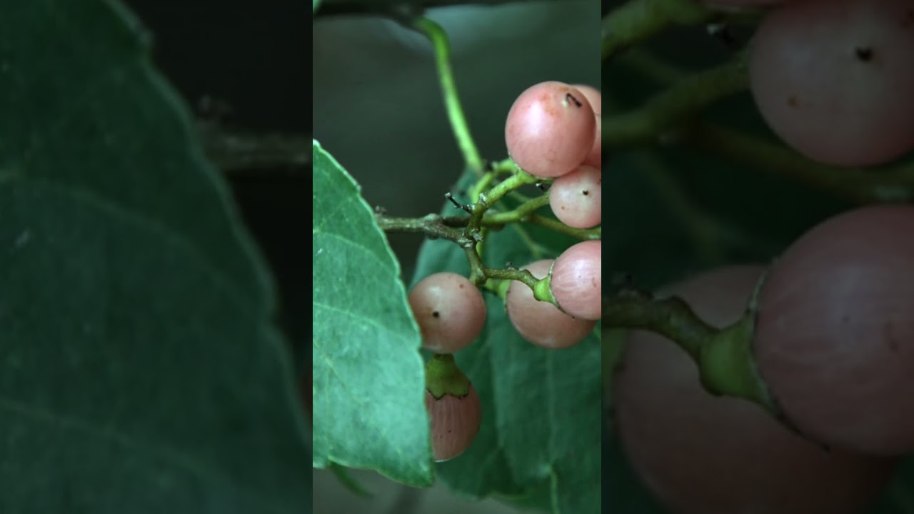 Gunda na fayda #shotrs #ytshort #healthy #summerfood #food #recipe #knowledge #janiajanivato #viral Gunda na fayda #shotrs #ytshort #healthy #summerfood #food #recipe #knowledge #janiajanivato #viral