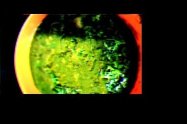 palak aur kali dal (urad) simple tasty and healthy recipe #cooking #video #recipes #viralvideo