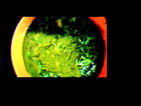 palak aur kali dal (urad) simple tasty and healthy recipe #cooking #video #recipes #viralvideo palak aur kali dal (urad) simple tasty and healthy recipe #cooking #video #recipes #viralvideo