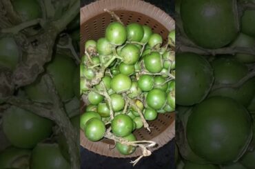 Lashuda achaar #food #achaar #recipes #lowcalorie #ytshorts #healthy #shorts #vitamin#trendingshorts