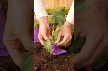 Must-know hacks to grow a healthy garden!#diy #craft #diycrafts #ideas #reels #ytreels#viral #status