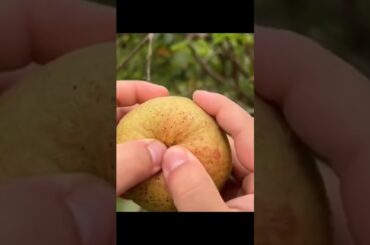 fruit cutting|#shorts