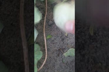 pulling   Cocumber from kitchen garden #garden #kitchengarden #cucumber #foodshorts #video