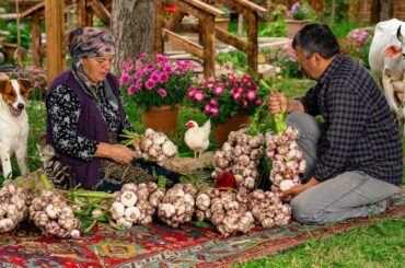 "Preserving the Bounty: Mastering the Art of Harvesting and Pickling Garlic for Year-Round Flavors!"