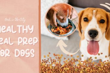 My Beagle's Meal Prep + healthy meal ideas for dogs