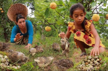Catch many quail and pick a lot egg in forest- Cooking quail crispy for lunch eating delicious