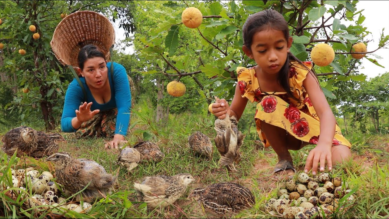 Catch many quail and pick a lot egg in forest- Cooking quail crispy for lunch eating delicious Catch many quail and pick a lot egg in forest- Cooking quail crispy for lunch eating delicious