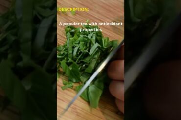 Herbal Hacks for Instant Weight Loss | Green Tea