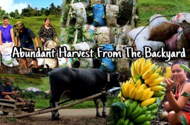 Abundant Harvest | Sweet Potatoes In A Huge Sacks | Cooking Healthy food